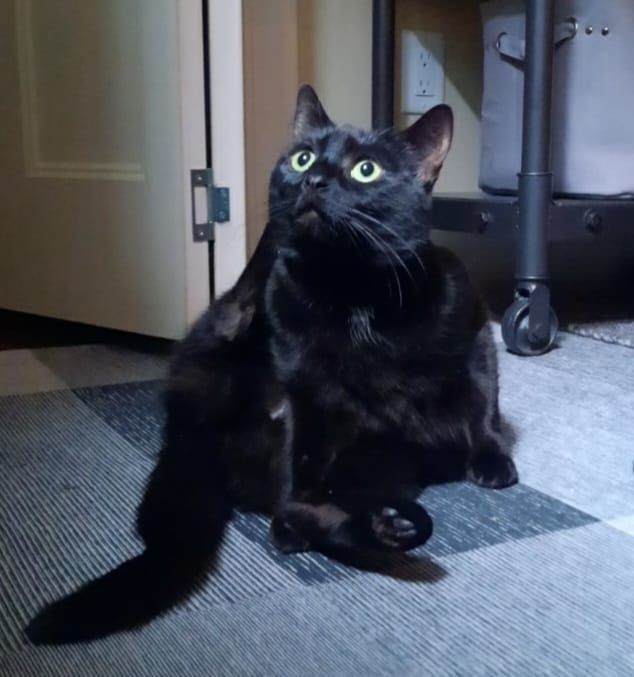 Our black cat mascot looking wonderously into the abyss, hoping for the best but prepared for the apocolypse. She is sitting rather oddly, not like a regular cat.